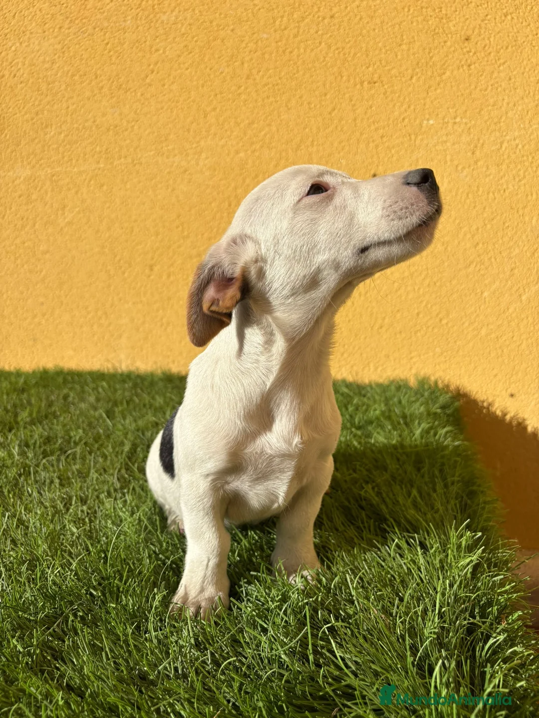 Jack Russell Terrier perros en venta: Jack Russell macho pata corta  - Anuncio 3