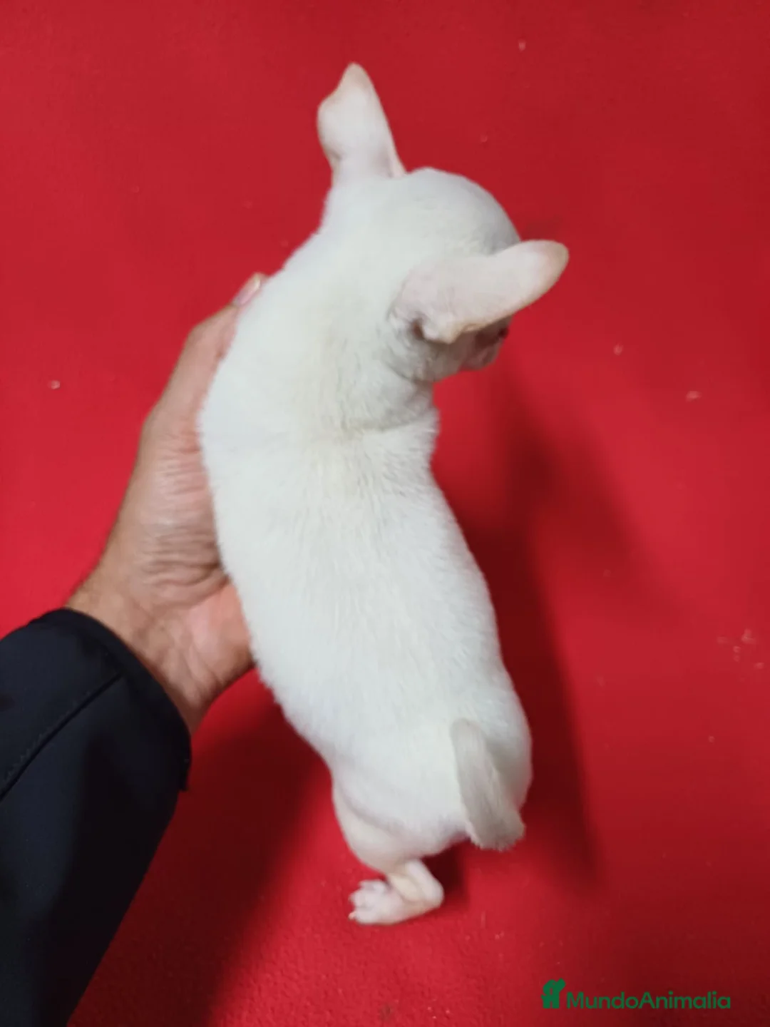 Chihuahua perros en venta: Chihuahua  - Anuncio 3