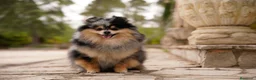 Pomerania perros en venta: Camada pomerania - Anuncio 1