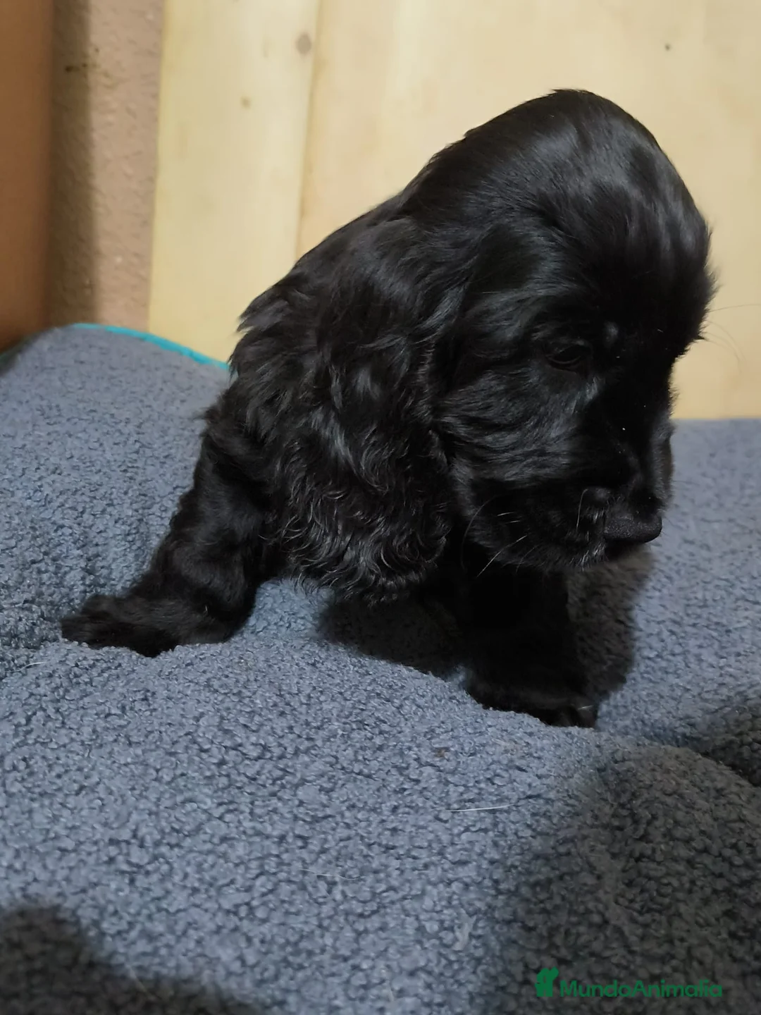 Cocker Spaniel Inglés perros en venta: Camada de Cocker en Madrid en Madrid - Anuncio 14