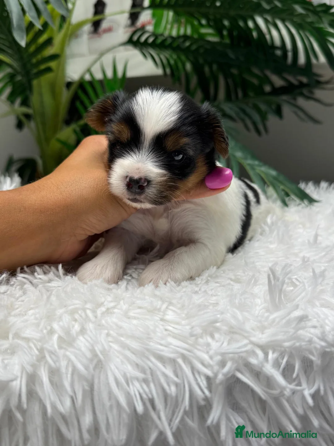 Yorkshire Terrier perros en venta: YORKSHIRE TERRIER  - Anuncio 2