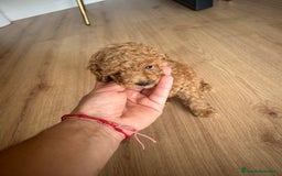 Raza Mixta perros en venta: caniche  - Imagen 5