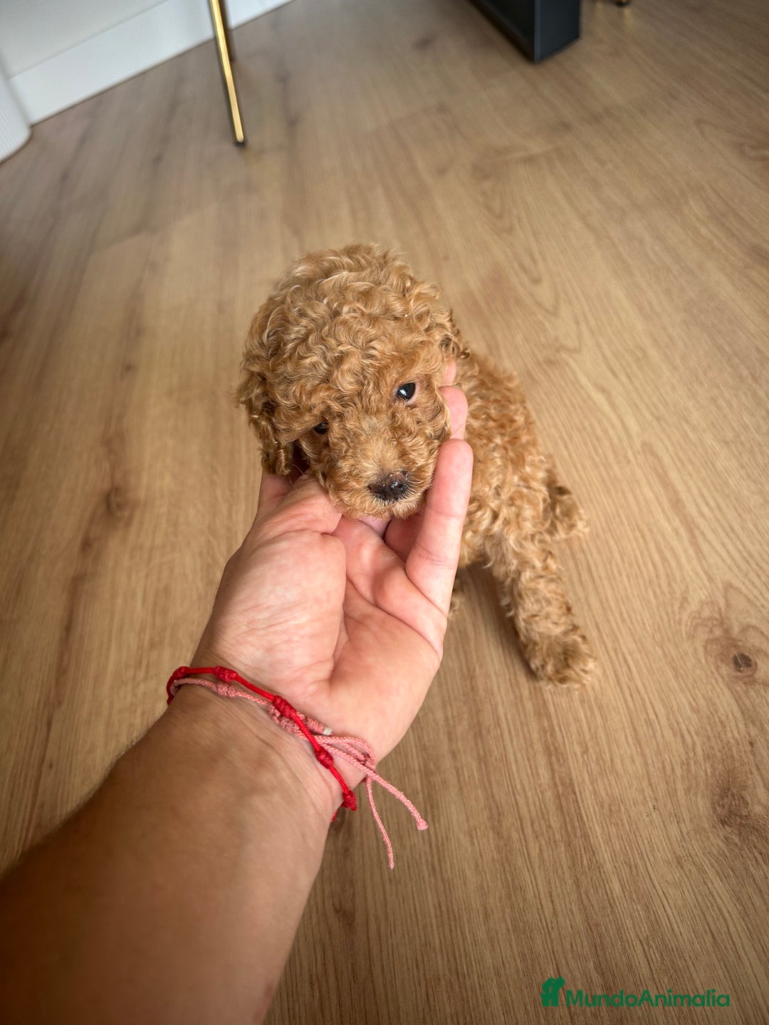 Raza Mixta perros en venta: caniche  - Imagen 5