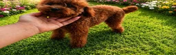 Caniche Toy perros en venta: Cachorros de Caniche Toy rojo pimentón - Anuncio 2