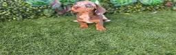 Teckel Miniatura perros en venta: TECKEL MINIATURA ARLEQUIN - Anuncio 4