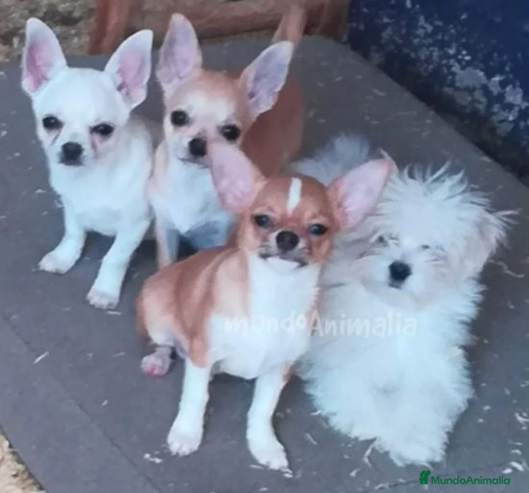 Imagen de galería {{count}}