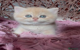 Británico de Pelo Corto gatos en venta: Gatitos British golden de pelo corto - Imagen 13