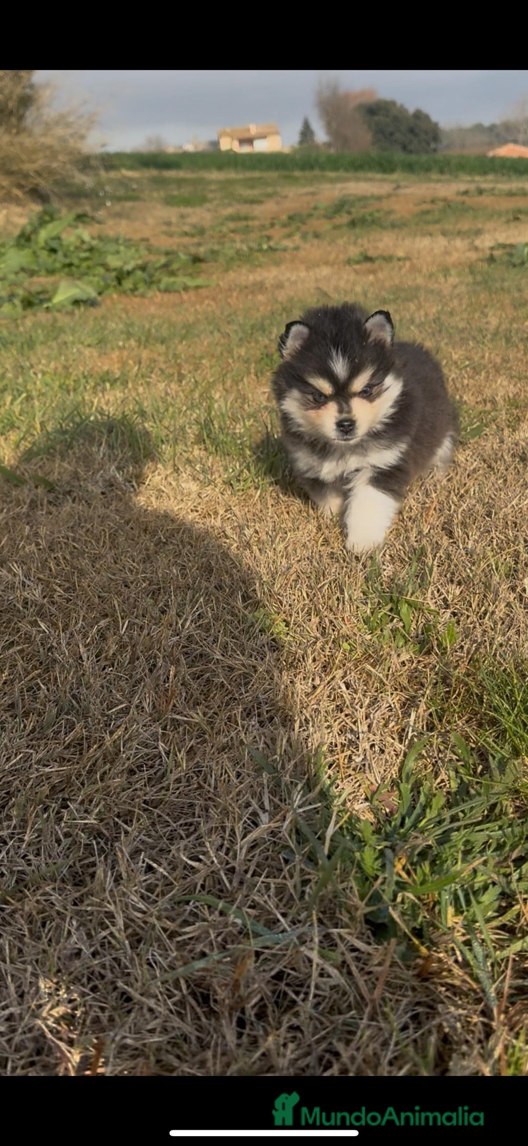 Pomsky perros en venta: Pomsky micro F4 - Anuncio 3