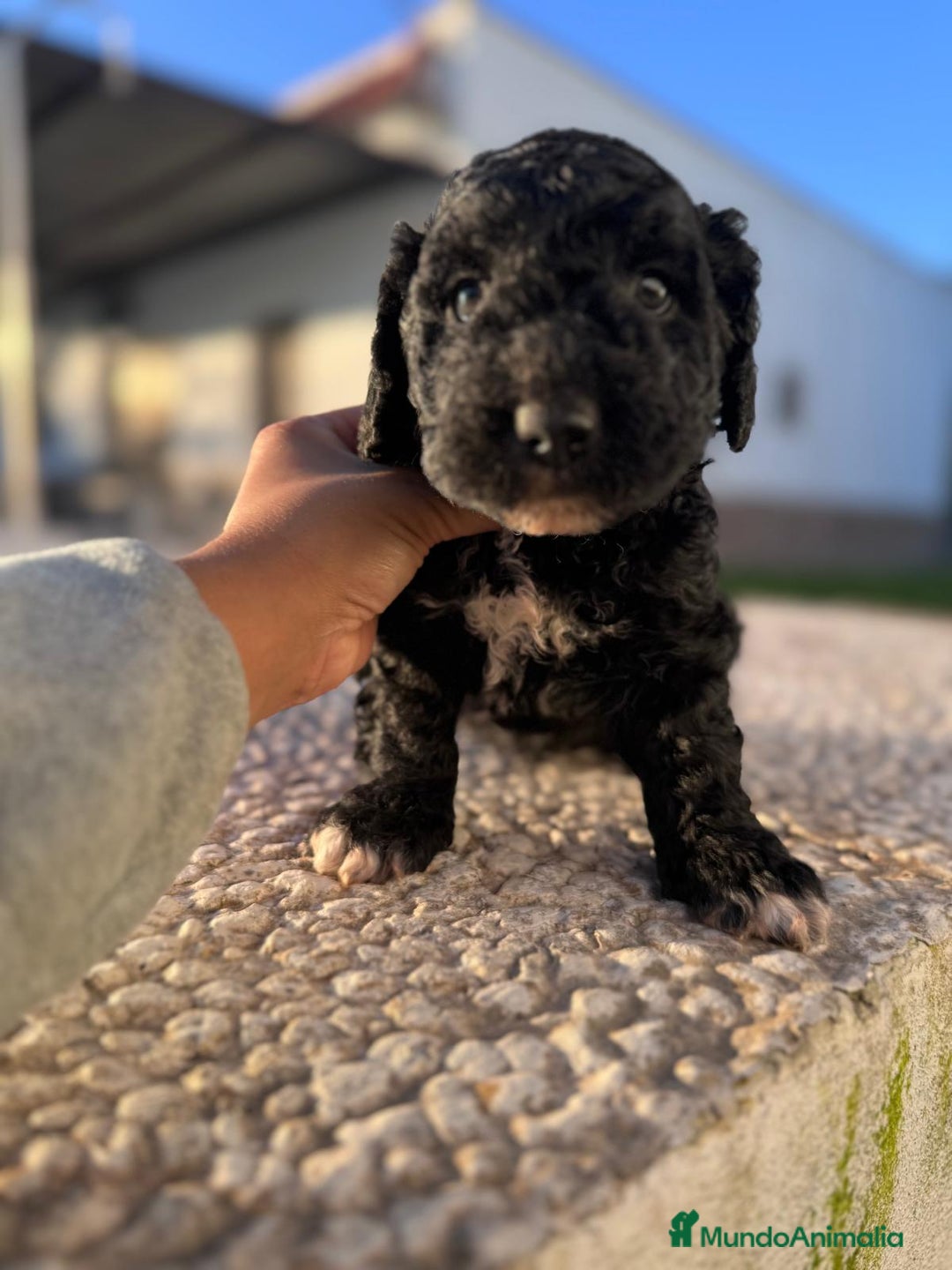 Perro de Agua Español perros en venta: PERRO DE AGUA HEMBRA RABONA - Anuncio 3