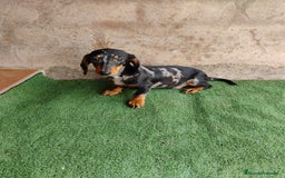 Teckel Miniatura perros en venta: Cachorro teckel arlequín plata  - Imagen 4