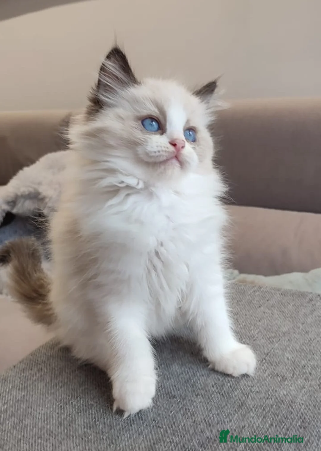 Ragdoll gatos en venta: Gatitos Ragdoll - Anuncio 19