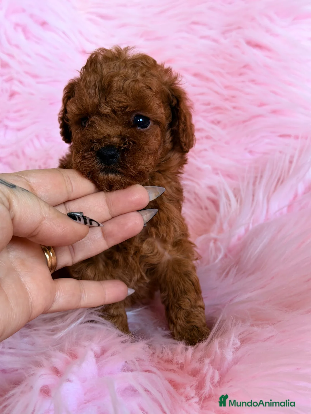 Caniche Toy perros en venta: Caniche Toy rojo pimentón  - Anuncio 1