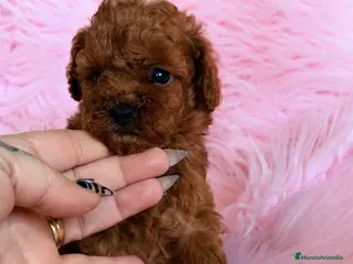 Caniche Toy perros Caniche Toy rojo pimentón - Anuncio 2