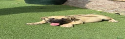 Presa Canario perros en venta: Cachorro presa canario  - Anuncio 6