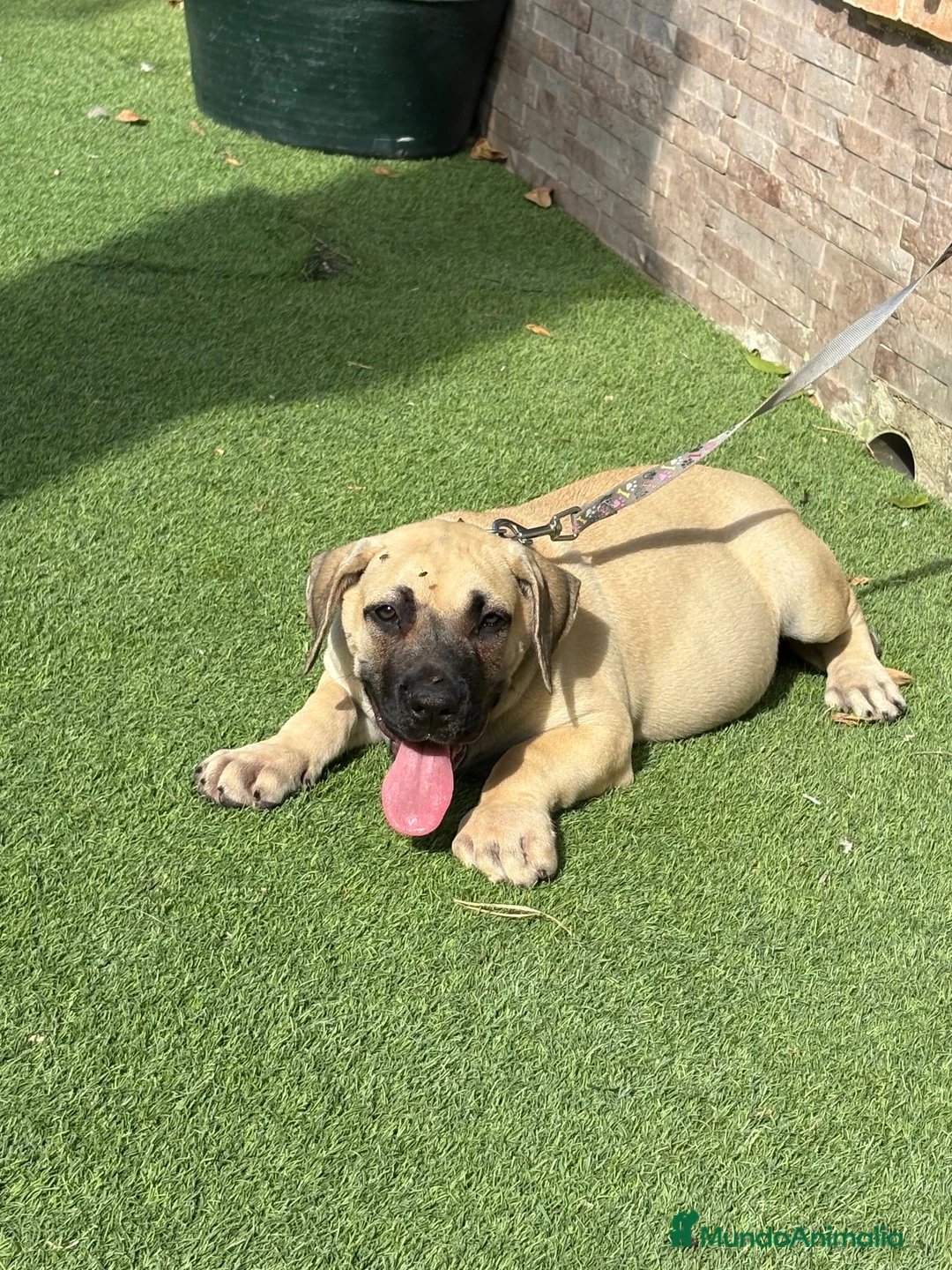 Presa Canario perros en venta: Cachorro presa canario  - Anuncio 6
