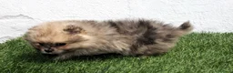 Pomerania perros en venta: Pomerania - Anuncio 7