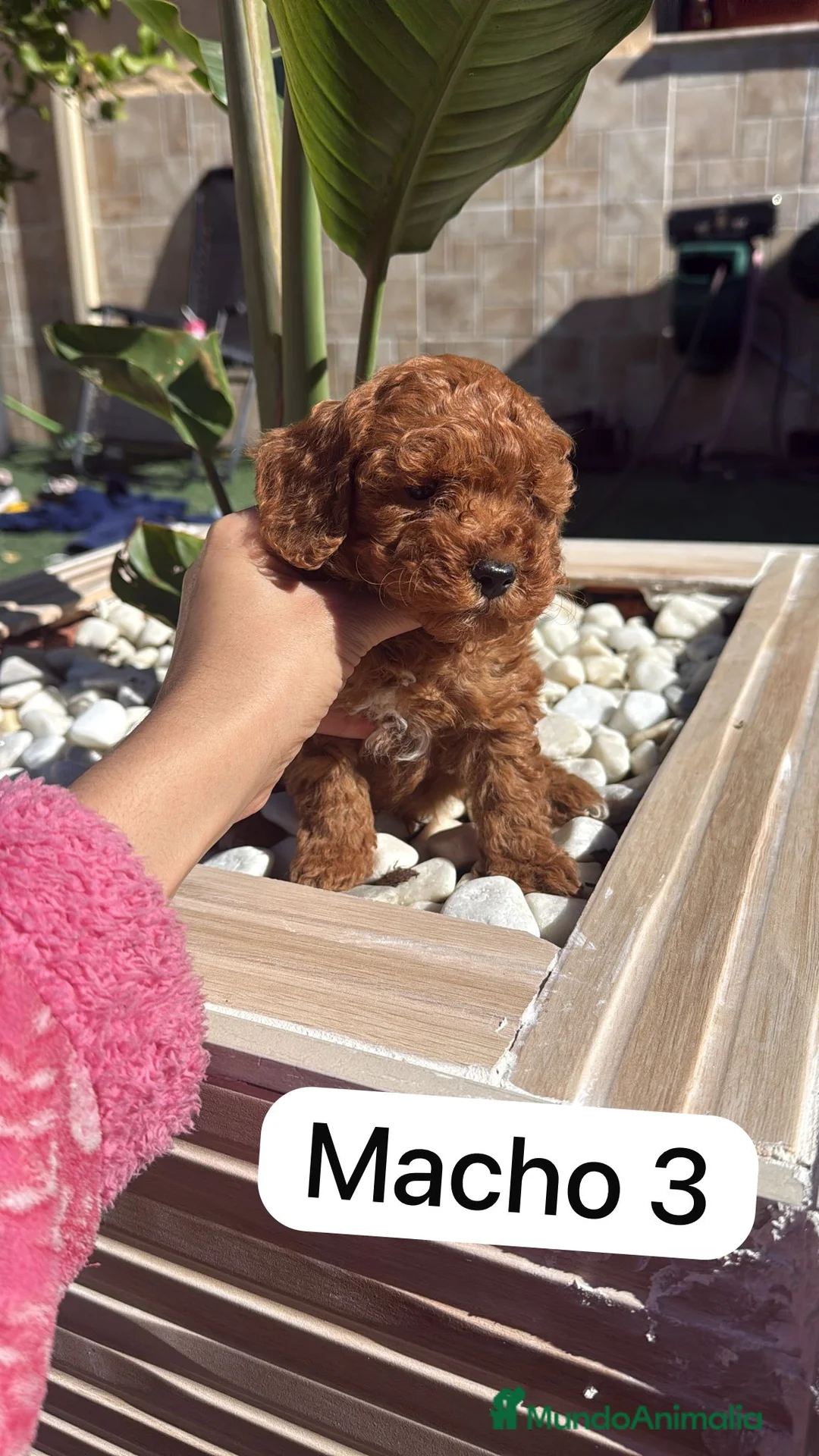 Caniche Toy perros en venta: caniche toy  - Anuncio 2