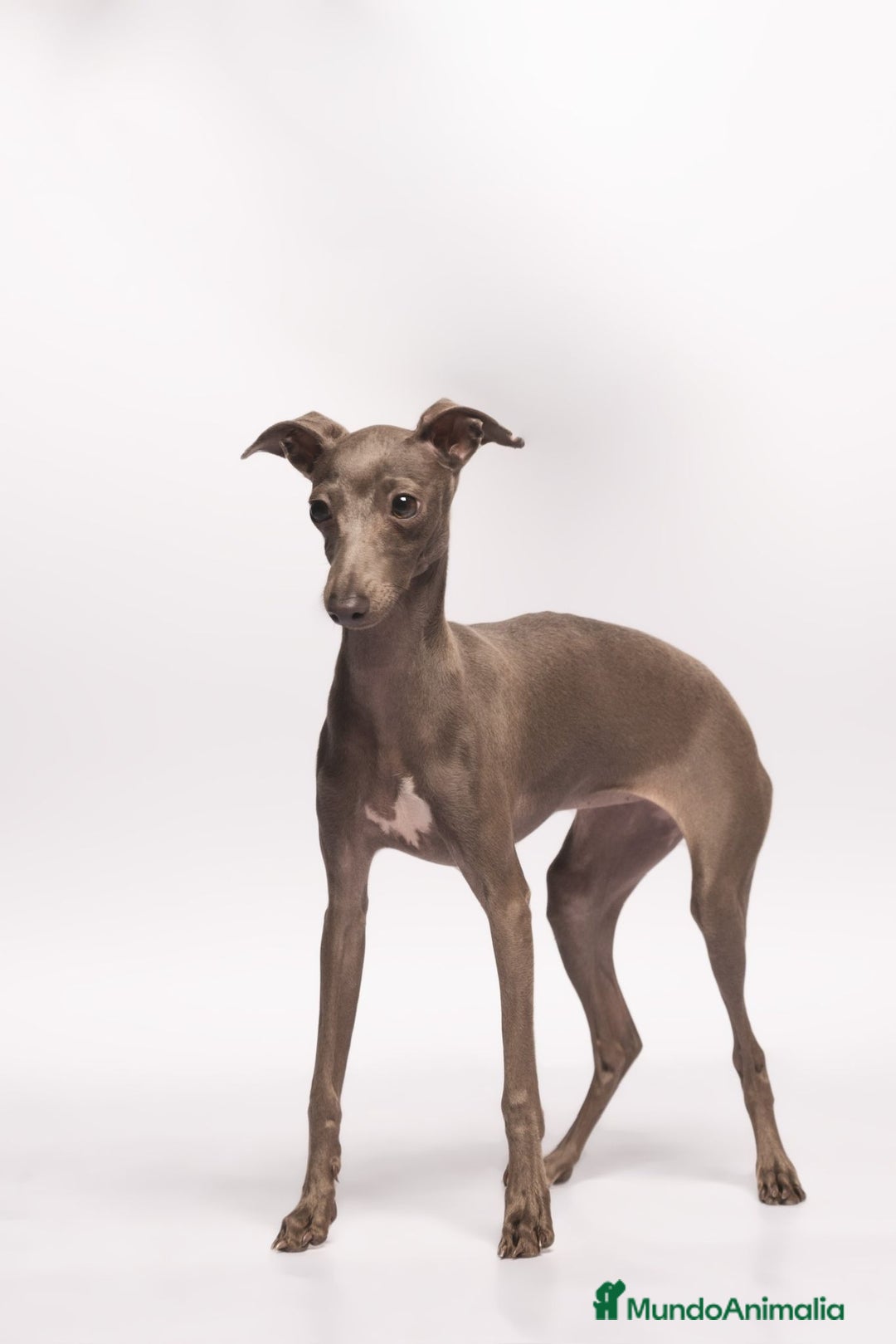 Pequeño Lebrel Italiano perros en venta: Cachorrito de piccolo galgo italiano - Anuncio 1