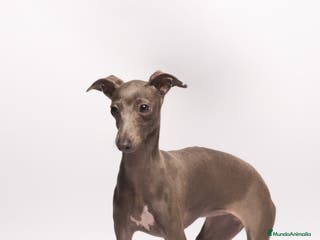 Pequeño Lebrel Italiano perros Cachorrito de piccolo galgo italiano - Anuncio 1
