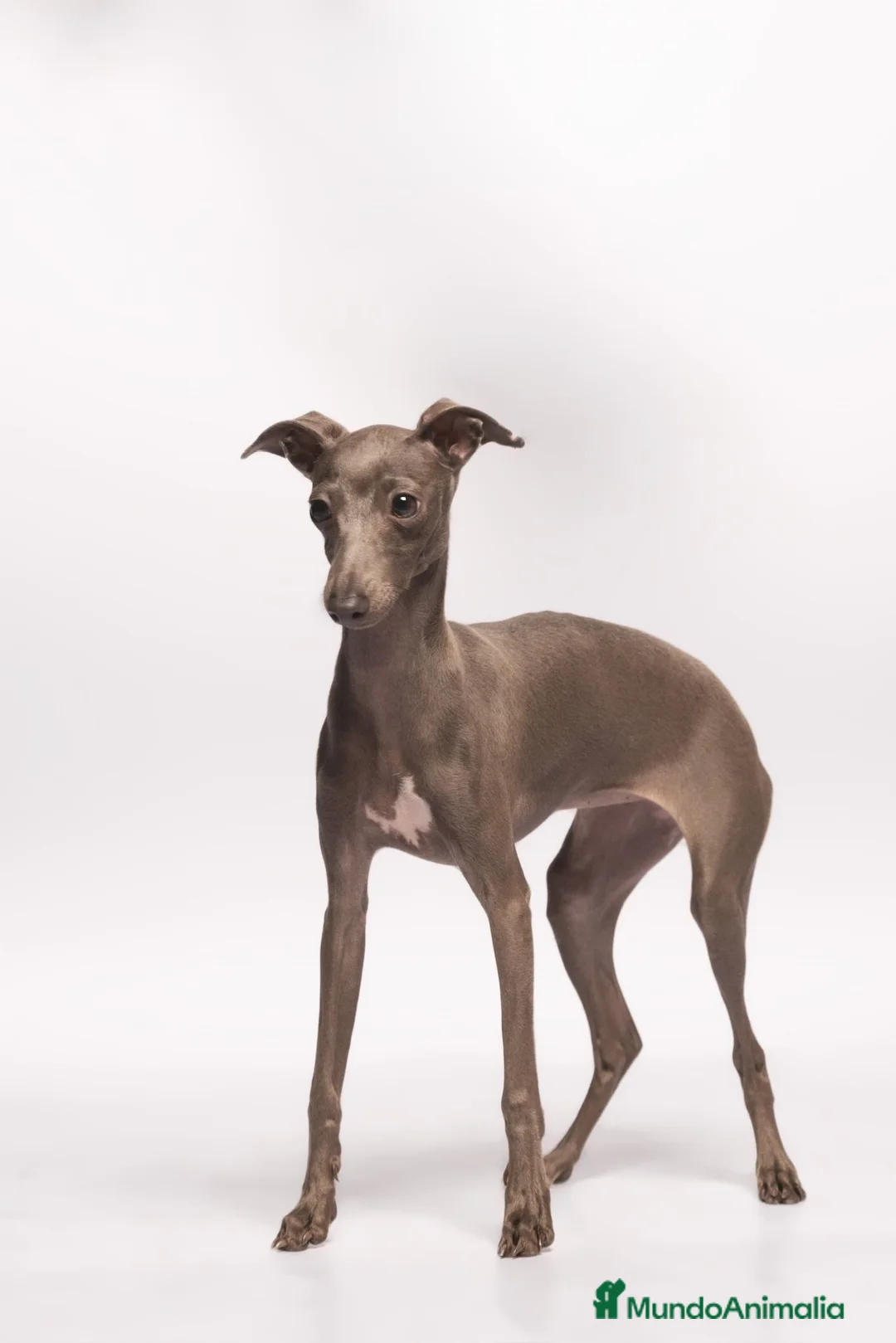 Pequeño Lebrel Italiano perros en venta: Cachorrito de piccolo galgo italiano - Anuncio 1