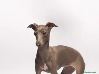Pequeño Lebrel Italiano perros Cachorrito de piccolo galgo italiano - Anuncio 3