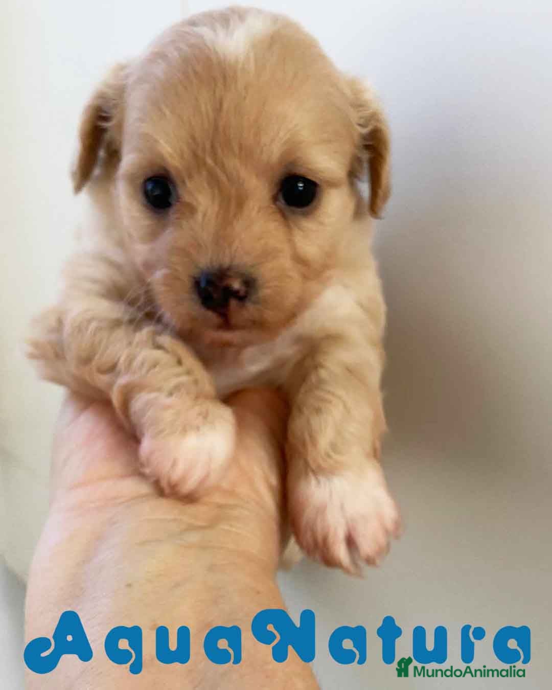 Chihuahua perros  Chihuahua Hembra de Reina y Choc AQUANATURA - Anuncio 1