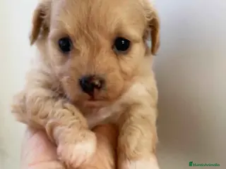 Chihuahua perros Chihuahua Hembra de Reina y Choc AQUANATURA - Anuncio 1