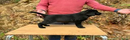 Labrador Retriever perros en venta: PRECIOSO CACHORRO LABRADOR NEGRO. - Anuncio 8
