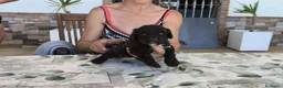 Perro de Agua Español perros en venta: Perros de agua  - Anuncio 5