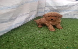 Raza Mixta perros en venta: Caniches - Imagen 3