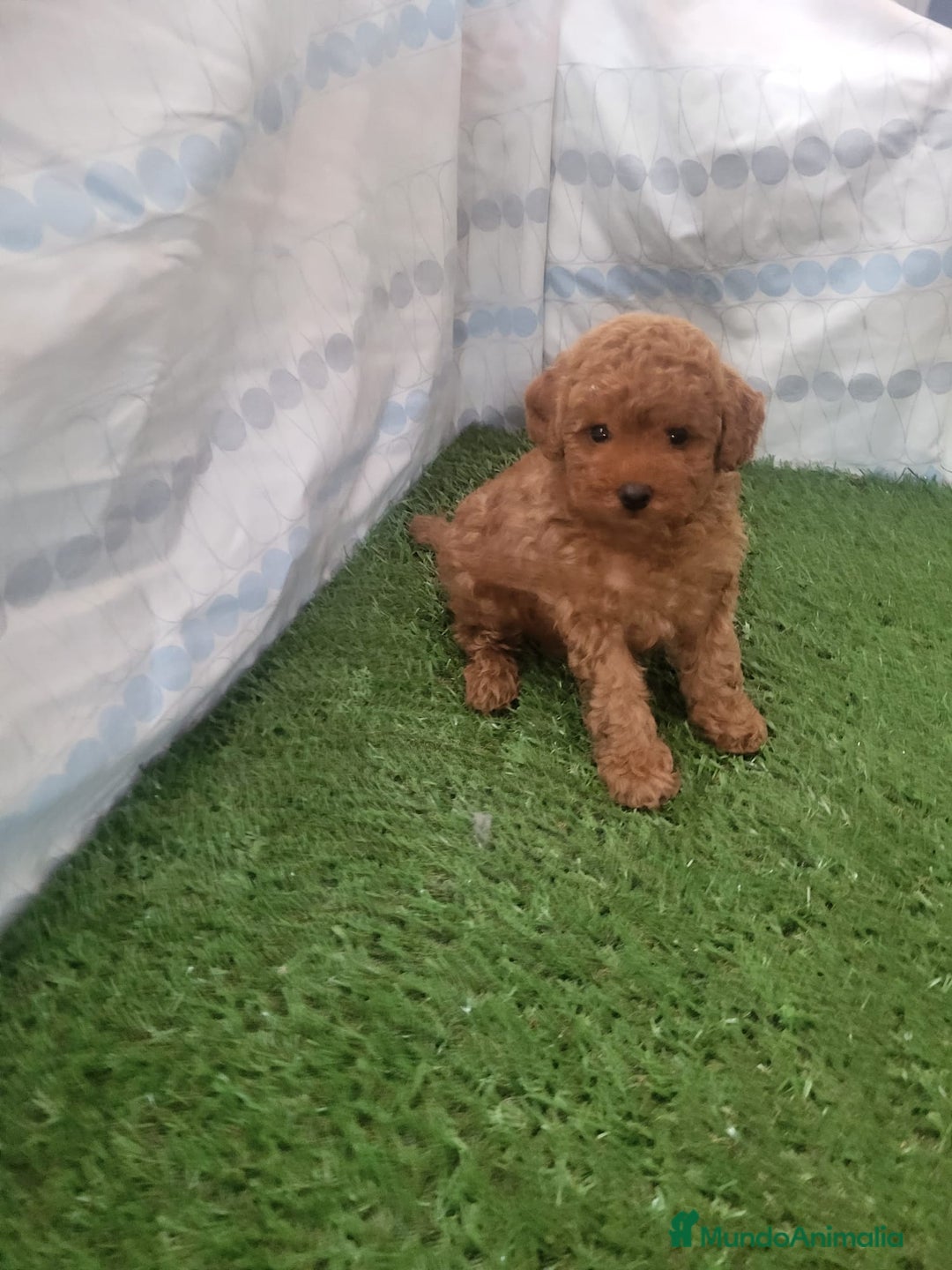 Raza Mixta perros en venta: Caniches - Imagen 3