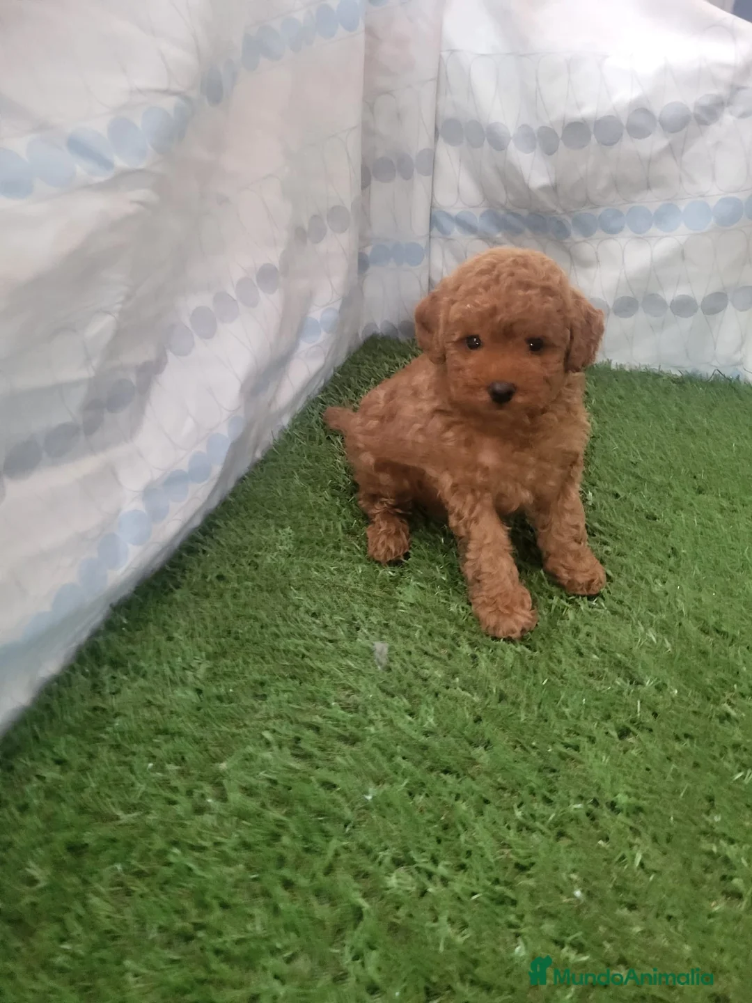 Raza Mixta perros en venta: Caniches - Anuncio 3