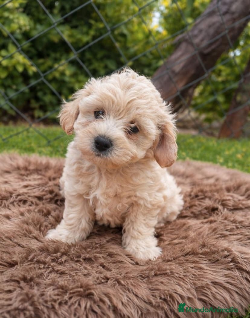 Maltipoo perros PRECIOSA HEMBRA  - Anuncio 1