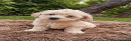 Maltipoo perros en venta: PRECIOSA HEMBRA  - Anuncio 1