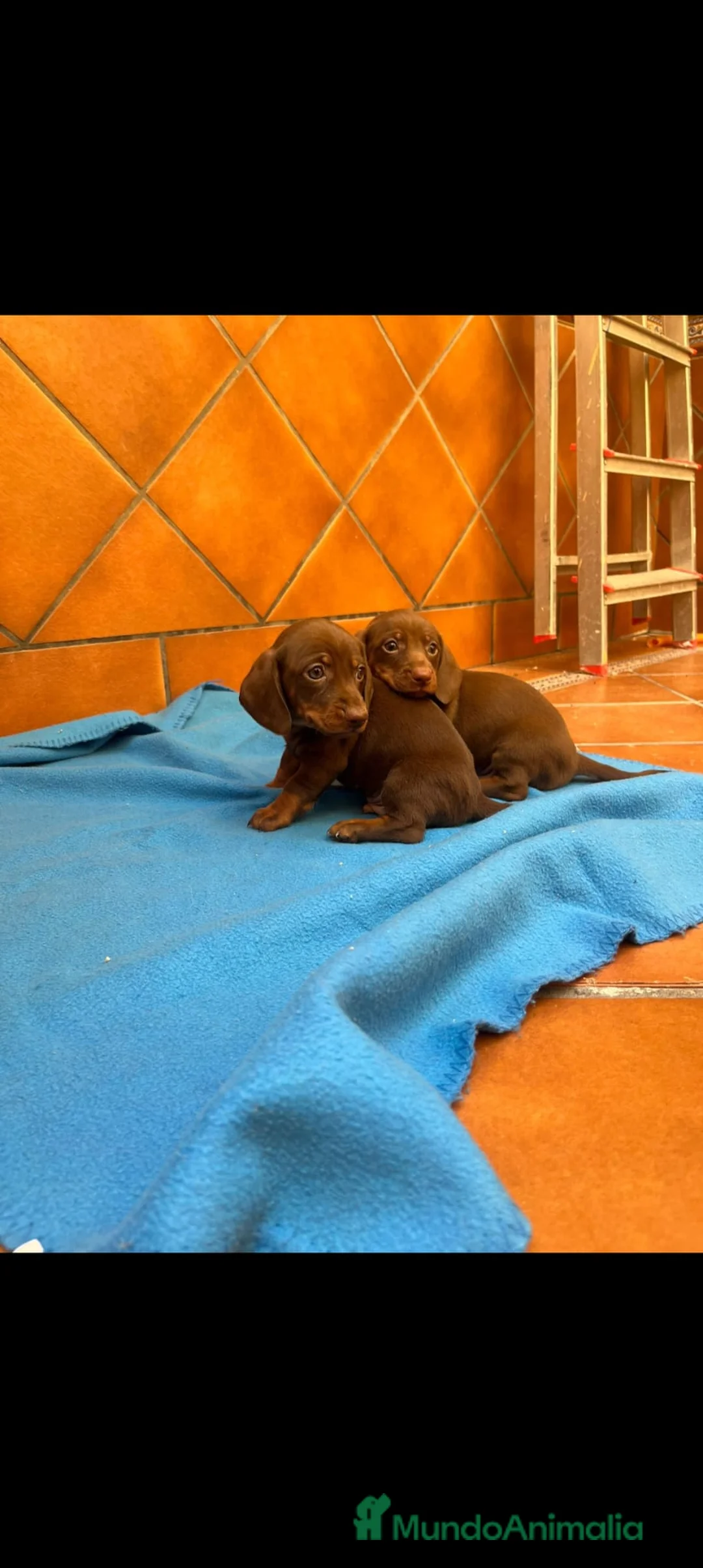 Teckel Miniatura perros en venta: Teckels minis Chocolates - Anuncio 2