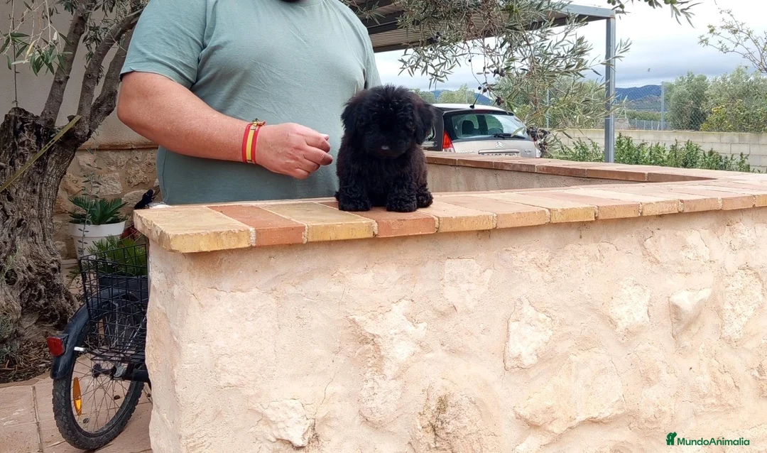 Caniche Toy perros en venta: Precioso caniche toy  - Anuncio 2