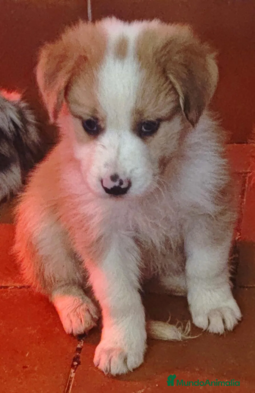 Border Collie perros en venta: Precioso Border collie de belleza - Anuncio 1