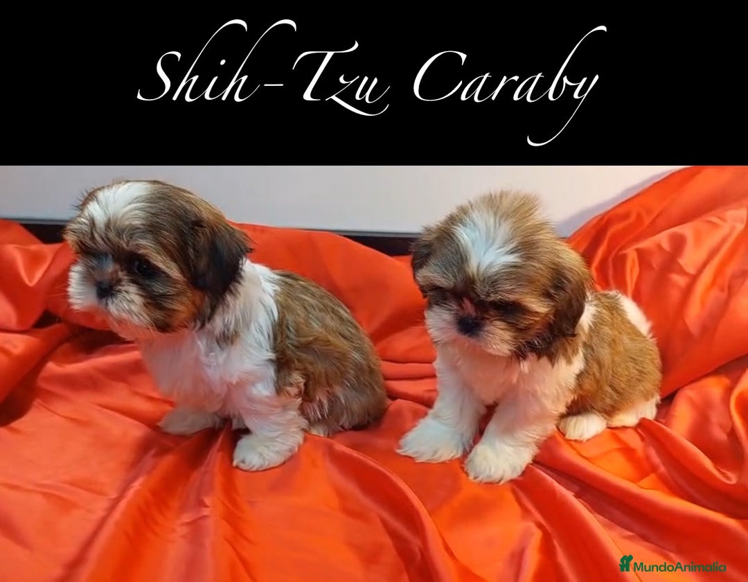 Shih Tzu perros en venta:  Shih-Tzu En Caraby Benidorm  en Alicante - Anuncio 1