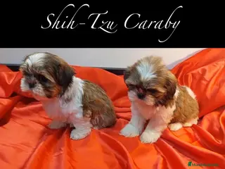 Shih Tzu perros Shih-Tzu En Caraby Benidorm - Anuncio 5