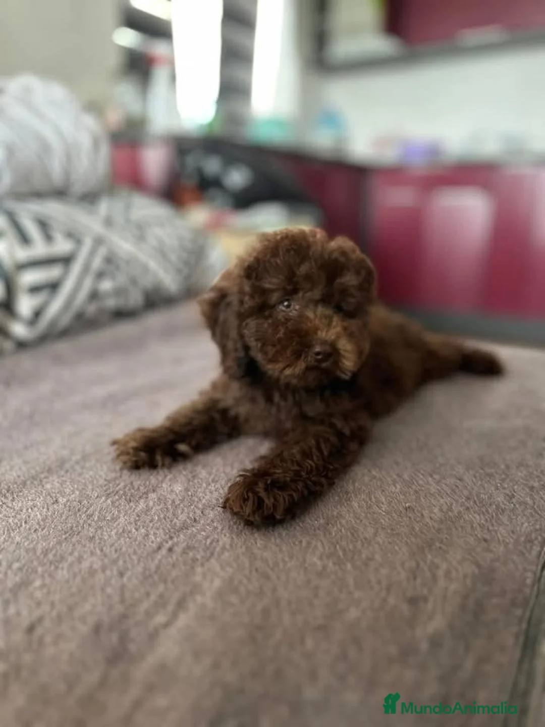Perro de Agua Español perros en venta: PERRO DE AGUA ESPAÑOL  - Anuncio 9