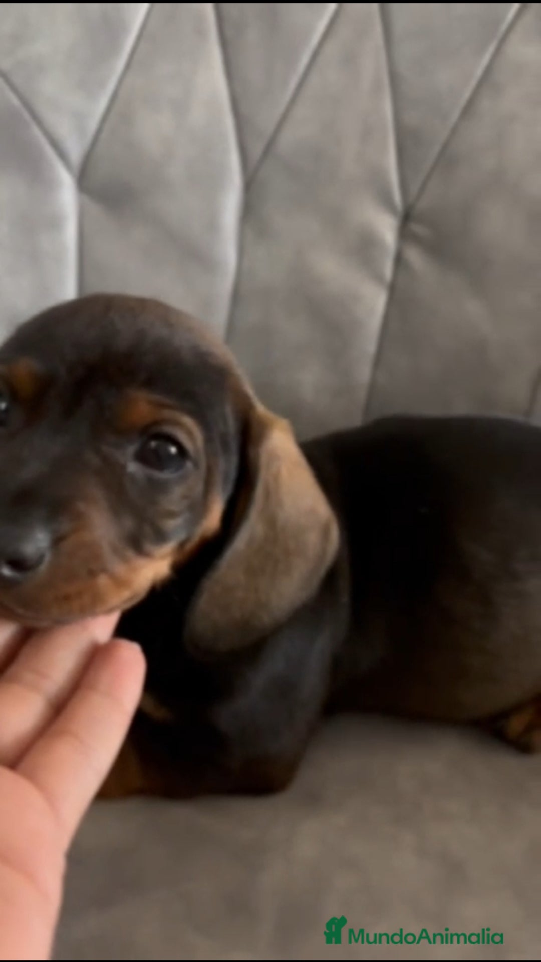 Teckel perros en venta: Teckel kanichen  - Anuncio 3