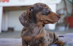 Teckel perros en venta: 🐾 Teckel miniatura – Kodat, Byron y Curry 🤎 - Imagen 4