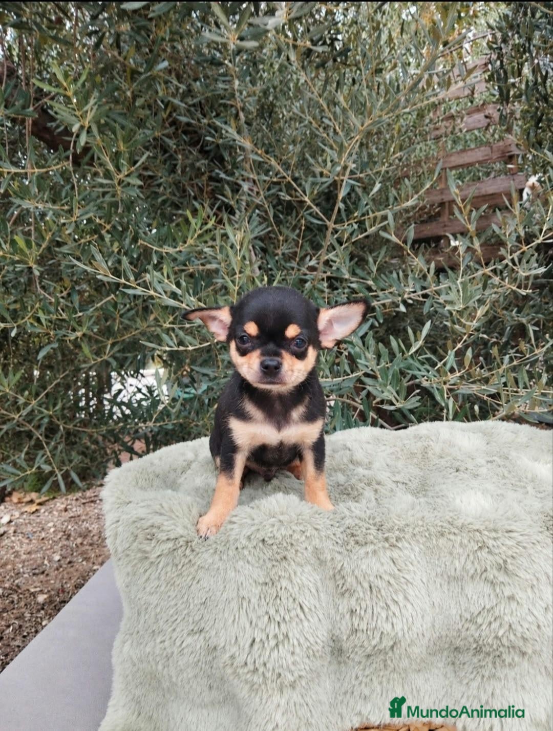 Chihuahua perros en venta: Gran camada de CHIHUAHUA. - Anuncio 1