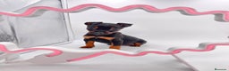 Pinscher Miniatura perros en venta: Pinscher miniatura ( TOY) en Ciudad Real - Anuncio 2