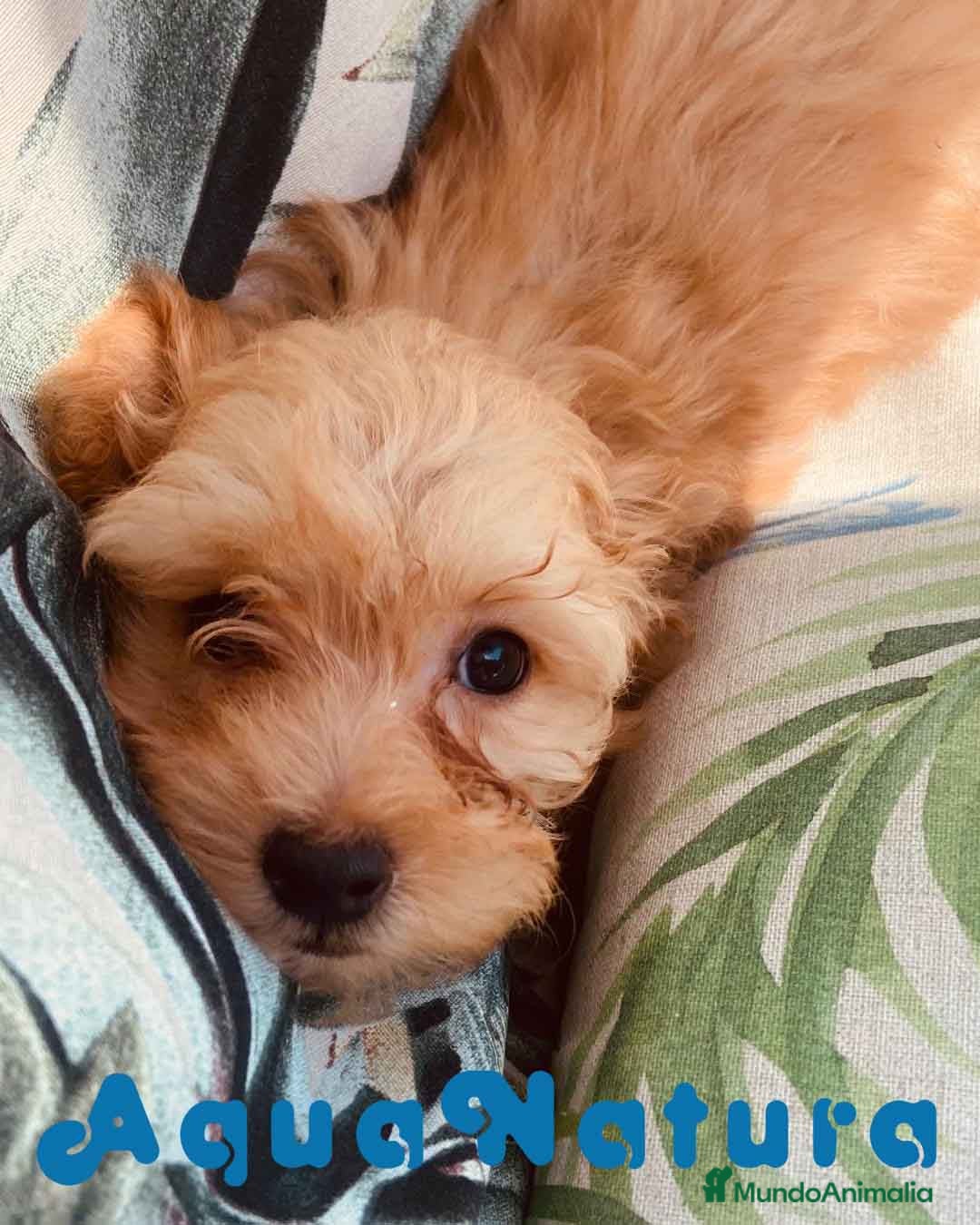 Caniche Toy perros Havapoo Macho de Haya y Alejo 6887 - AQUANATURA en Barcelona - Anuncio 23