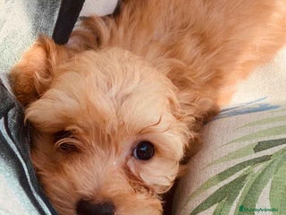 Caniche Toy perros en Barcelona - Anuncio 11