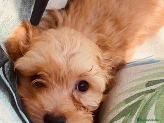 Caniche Toy perros Havapoo Macho de Haya y Alejo 6887 - AQUANATURA en Barcelona - Anuncio 21