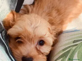 Caniche Toy perros Havapoo Macho de Haya y Alejo 6887 - AQUANATURA en Barcelona - Anuncio 10