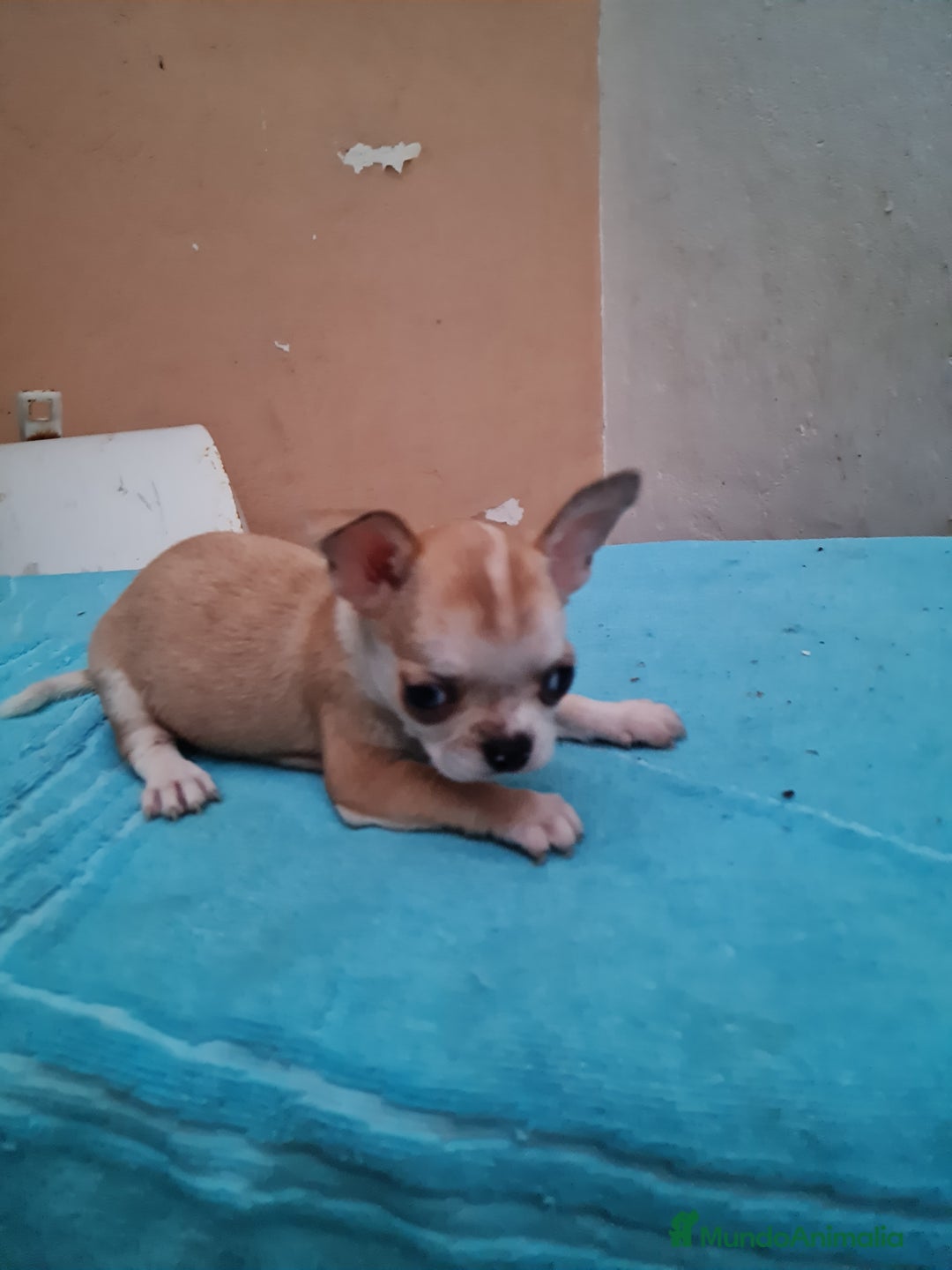 Chihuahua perros en venta: Chihuahuas toy - Imagen 7