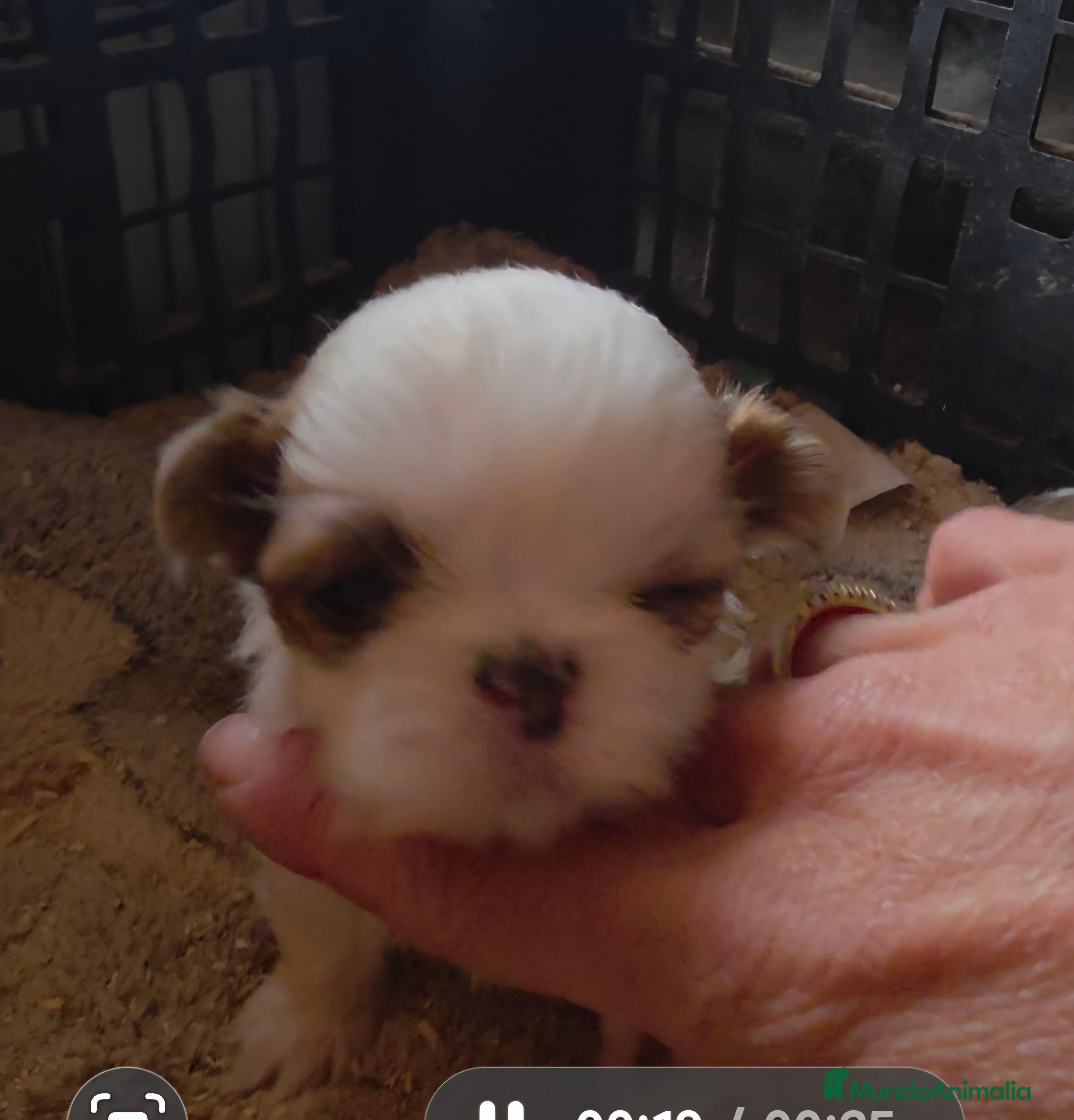 Shih Tzu perros Shiht-zu  - Anuncio 2